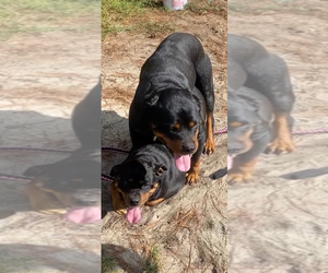Father of the Rottweiler puppies born on 07/15/2025