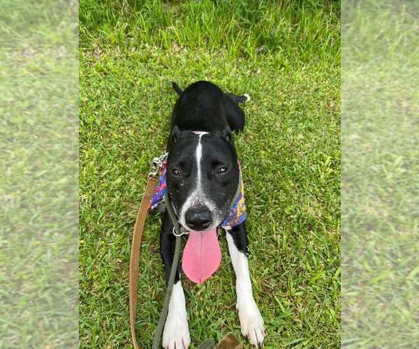 Medium Photo #3 American Staffordshire Terrier-Unknown Mix Puppy For Sale in Oakhurst, NJ, USA