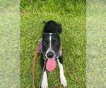 Small #2 American Staffordshire Terrier Mix