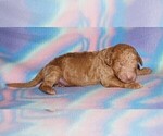 Small #7 Labradoodle