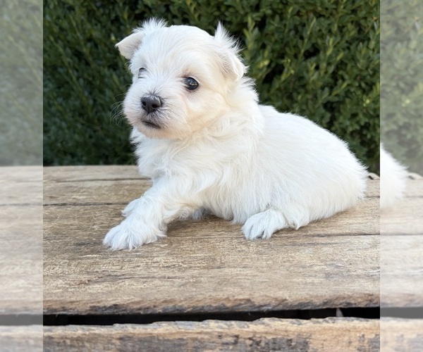 Medium Photo #4 Maltese Puppy For Sale in MIDDLEBURY, IN, USA