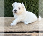 Small #3 Maltese