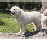 Small #2 Great Pyrenees