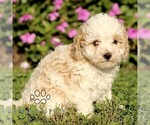Small #1 Cavapoo (Miniature)