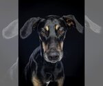 Small Photo #6 Doberman Pinscher-Labrador Retriever Mix Puppy For Sale in Tuscaloosa, AL, USA