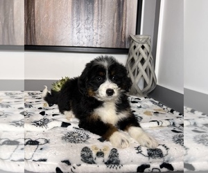 Miniature Bernedoodle Puppy for sale in FRANKLIN, IN, USA