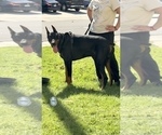 Small Photo #1 Doberman Pinscher Puppy For Sale in PALMDALE, CA, USA