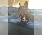 Small Photo #7 French Bulldog Puppy For Sale in SCOTTSDALE, AZ, USA