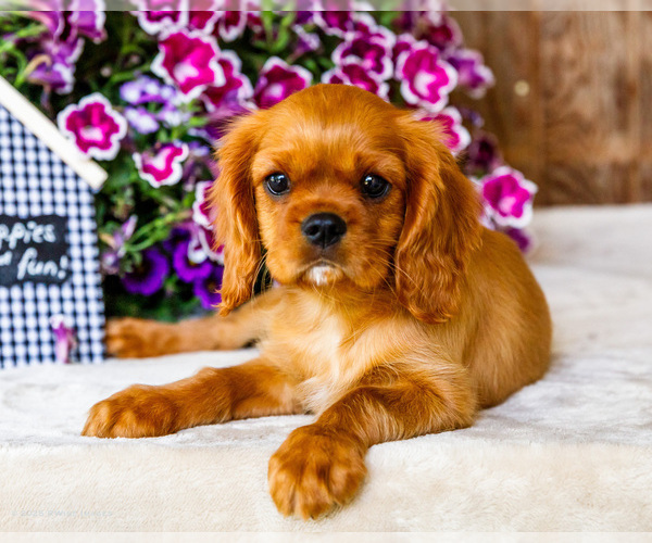 Medium Photo #1 Cavalier King Charles Spaniel Puppy For Sale in WAKARUSA, IN, USA
