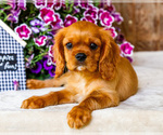 Puppy Keegan Cavalier King Charles Spaniel