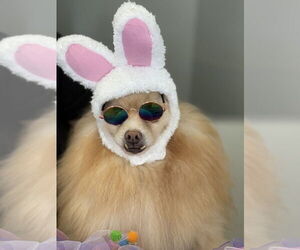 Seraphina - Female Pomeranian Dog for Adoption - Photo #2