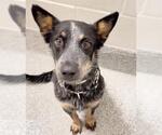 Small #1 Mutt