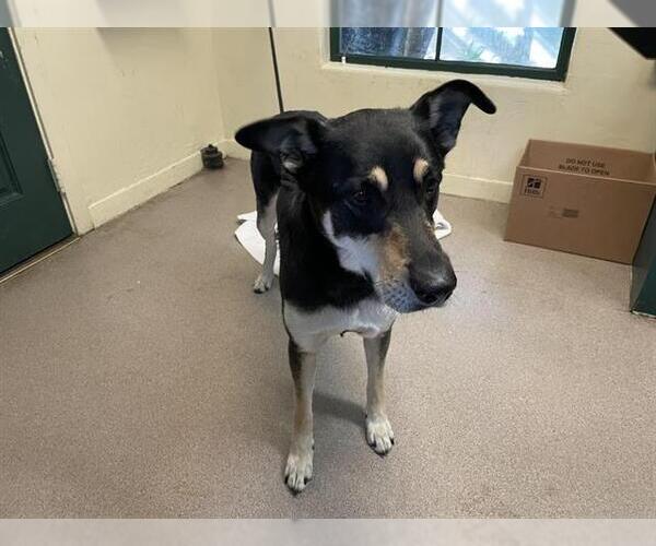 Medium Photo #1 German Shepherd Dog-Unknown Mix Puppy For Sale in Pasadena, CA, USA