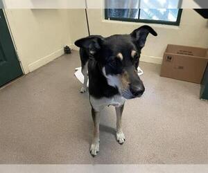 German Shepherd Dog-Unknown Mix Dogs for adoption in Pasadena, CA, USA