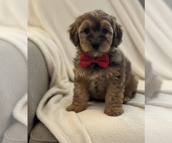 Medium Photo #1 Whoodle (Miniature) Puppy For Sale in RICHMOND, IL, USA