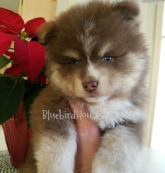 Medium Photo #31 Pomsky Puppy For Sale in ANDOVER, MN, USA