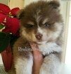 Small Photo #31 Pomsky Puppy For Sale in ANDOVER, MN, USA