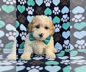 Poodle (Miniature)-Shorkie Tzu Mix Puppy for sale in CHRISTIANA, PA, USA