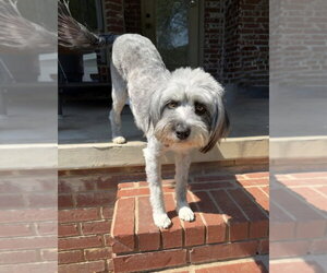 Marlene Bear - Female Mutt Dog for Adoption
