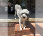 Marlene Bear - Female Mutt Dog for Adoption - Small photo