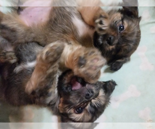 Medium Photo #9 Maltipom Puppy For Sale in HUDSON, MA, USA