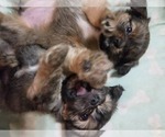 Small #8 Maltipom