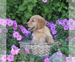 Small Photo #17 Golden Retriever Puppy For Sale in THORP, WI, USA