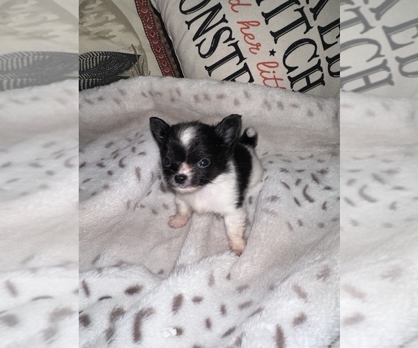 Medium Photo #2 Chihuahua Puppy For Sale in NEW BEDFORD, MA, USA