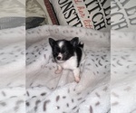 Small Photo #2 Chihuahua Puppy For Sale in NEW BEDFORD, MA, USA