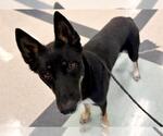 Small #1 German Shepherd Dog Mix
