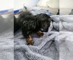 Small #9 Dachshund