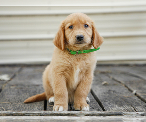Golden Retriever Puppy for sale in LIBERTY, KY, USA