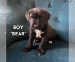 Puppy 2 American Pit Bull Terrier-German Shepherd Dog Mix
