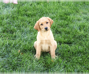Labrador Retriever Puppy for Sale in SYRACUSE, Indiana USA