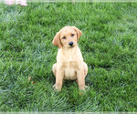 Image preview for Ad Listing. Nickname: Cassidy