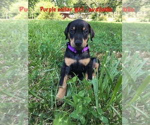 Doberman Pinscher Puppy for sale in SPARTA, MO, USA