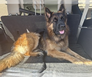 Father of the German Shepherd Dog puppies born on 03/23/2025