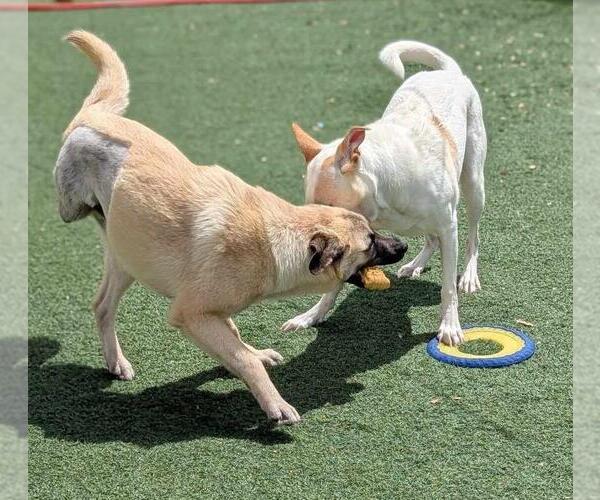 Medium Photo #12 Mutt Puppy For Sale in Rockwall, TX, USA