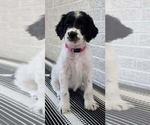 Labradoodle Puppy for sale in CANTON, NC, USA