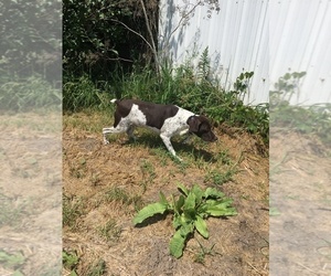 Father of the German Shorthaired Pointer puppies born on 07/10/2019