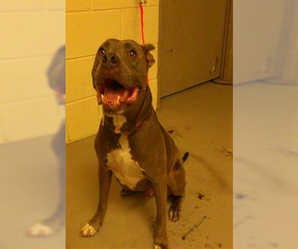Medium Photo #1 American Pit Bull Terrier-Unknown Mix Puppy For Sale in Sanford, FL, USA