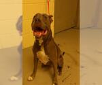 Small American Pit Bull Terrier Mix