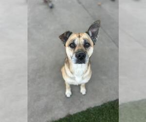 German Shepherd Dog Dogs for adoption in Chula Vista, CA, USA