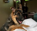 Small Photo #9 German Shepherd Dog Puppy For Sale in PUEBLO, CO, USA