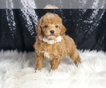 Small #5 Poodle (Toy)