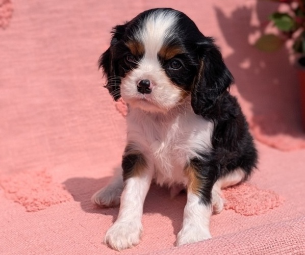 Medium Photo #20 Cavalier King Charles Spaniel Puppy For Sale in GOSHEN, IN, USA
