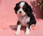 Small Photo #20 Cavalier King Charles Spaniel Puppy For Sale in GOSHEN, IN, USA