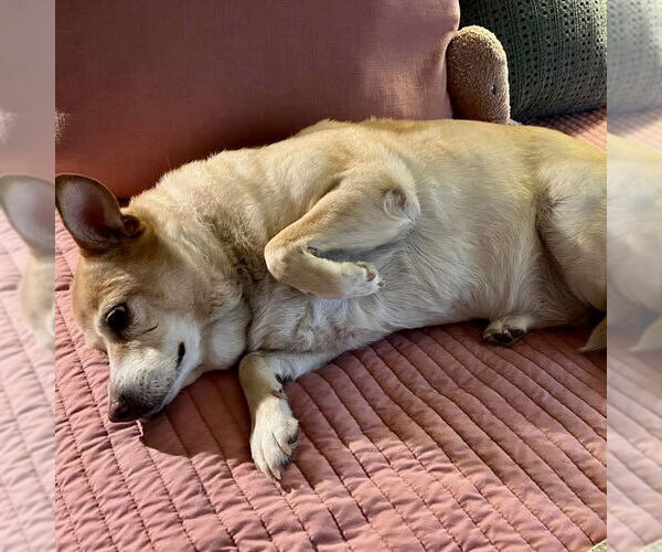 Medium Photo #3 Labrador Retriever-Pembroke Welsh Corgi Mix Puppy For Sale in Spring Lake, NC, USA