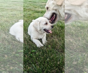 Labrador Retriever Puppy for Sale in EASTON, Kansas USA