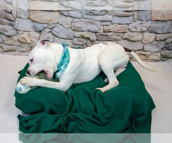 Medium Photo #3 Bulldog-Unknown Mix Puppy For Sale in Kennesaw, GA, USA